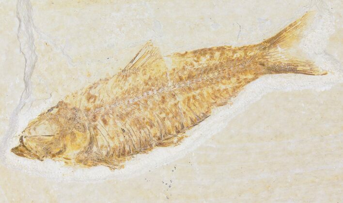 Fossil Fish (Knightia) - Wyoming #109992